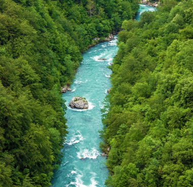 Dağ nehir Tara ve Karadağ'daki orman