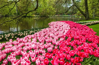 tilip park Keukenhof, Gölü Bahçe, Hollanda