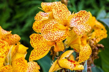 Iris sarı çiçek yakın çekim