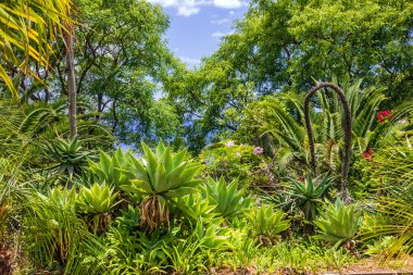 Madeira Adası, yeşil park, peyzaj, Botanik Bahçesi Monte, F