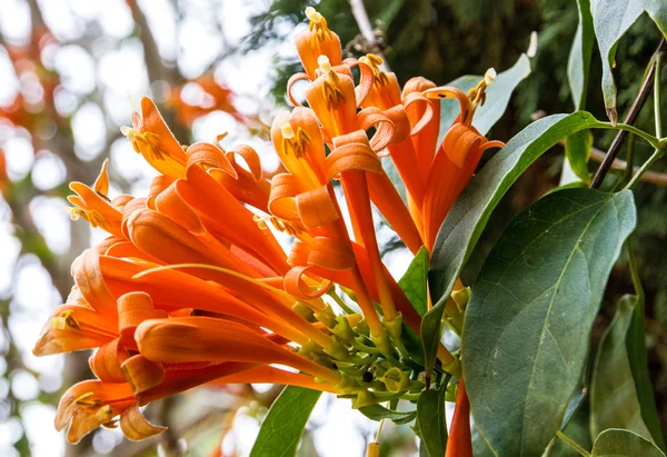 Africká stromem květ, oranžové květy — Stock fotografie