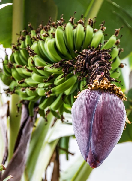 Flor de flor de banana com pequenas bananas — Fotografia de Stock