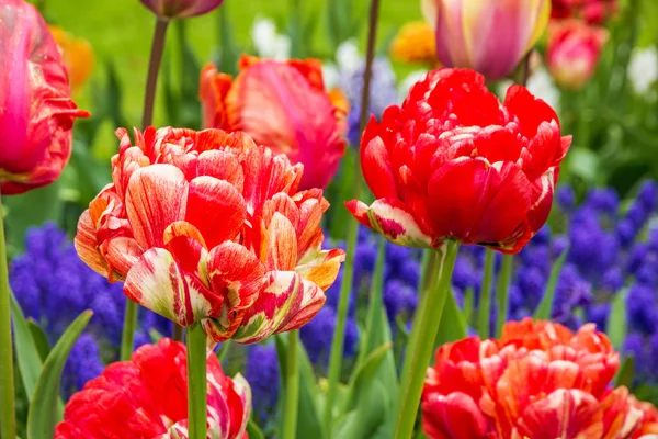 Tulipas vermelhas no jardim de flores, Kukenhof, Holanda — Fotografia de Stock