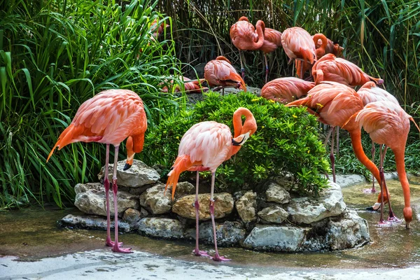 Flamingo aile içinde Lisbon zoo, Portekiz — Stok fotoğraf