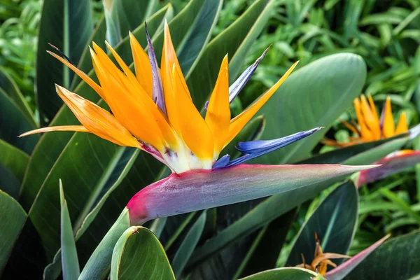 Strelicia tropikalny kwiat, rajski ptak, Maderze, Fu — Zdjęcie stockowe