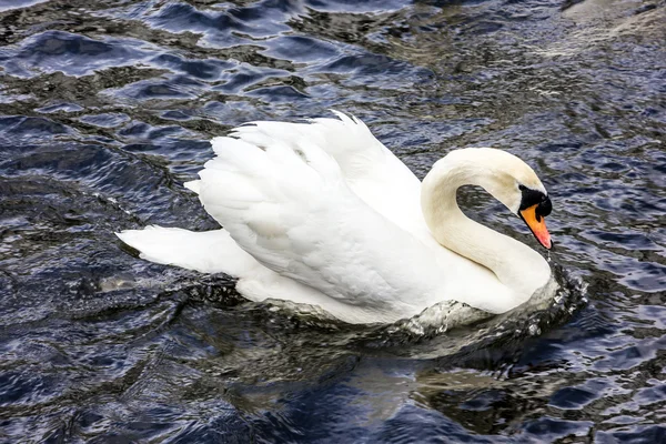 Cisne blanco en el agua del lago —  Fotos de Stock