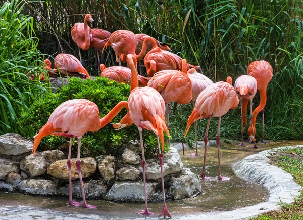 Flamingo aile içinde Lisbon zoo, Portekiz — Stok fotoğraf