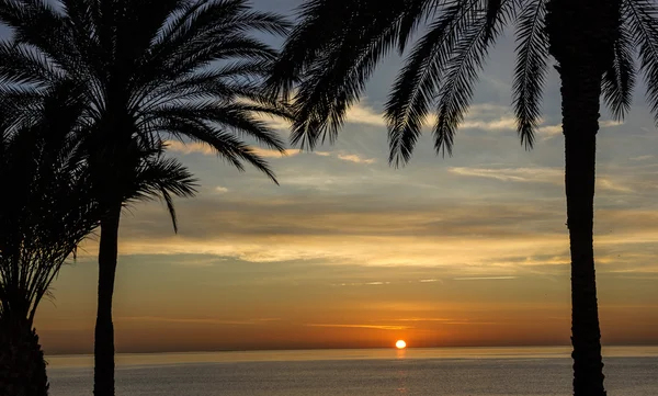 Maldiven, palmboom, zonsondergang. Zomer natuur scène. — Stockfoto