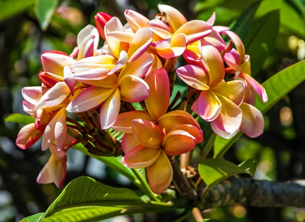 Blossom plumeria fa, trópusi virágok Plumeria, Madeira — Stock Fotó