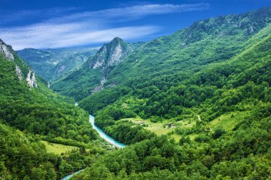 Dağ nehir Tara ve Karadağ'daki orman