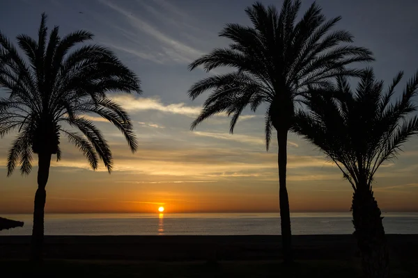 Palmera de playa, vista al atardecer. Escena naturaleza verano . —  Fotos de Stock