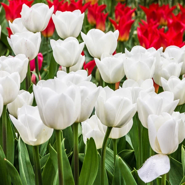 Tulipas brancas, parque Keukenhof, jardim de flores, Holanda — Fotografia de Stock