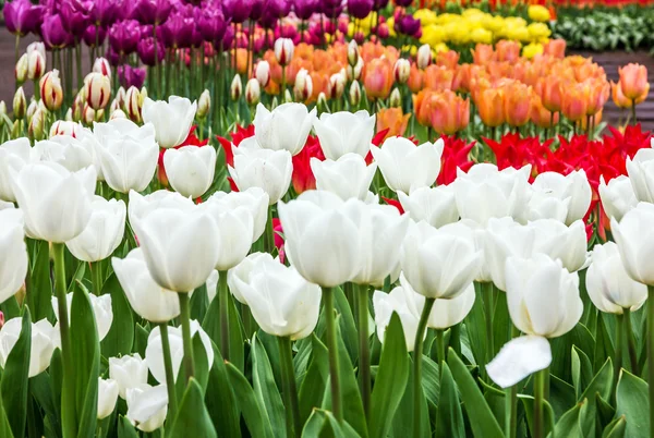 Wielobarwne kwiaty z tulipanów wiosenne kwiaty — Zdjęcie stockowe