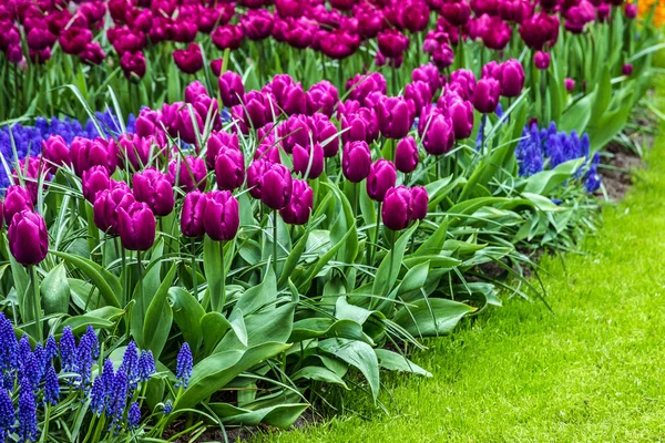 Tulipas canteiro de flores, Holanda, parque Keukenhof — Fotografia de Stock