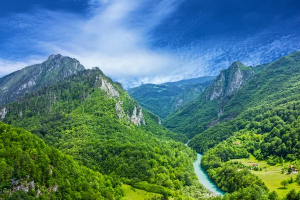 Rivière de montagne Tara et forêt au Monténégro — Photo