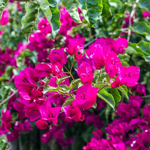 Flores cor de rosa de bougainvillea — Fotografia de Stock