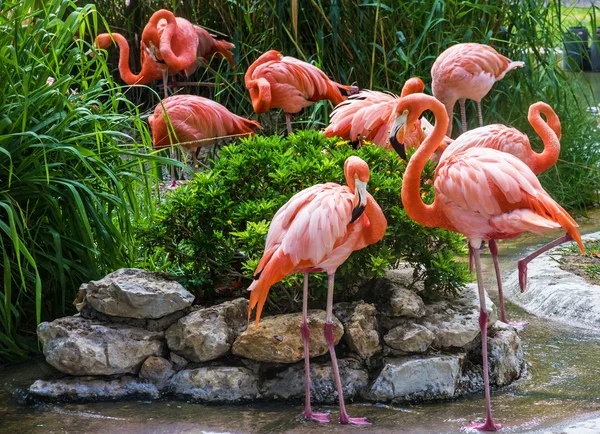 Flamingo aile içinde Lisbon zoo, Portekiz — Stok fotoğraf