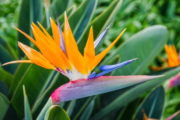 Tropikalny kwiat, afrykańskich Strelicia, rajski ptak, Madera — Zdjęcie stockowe