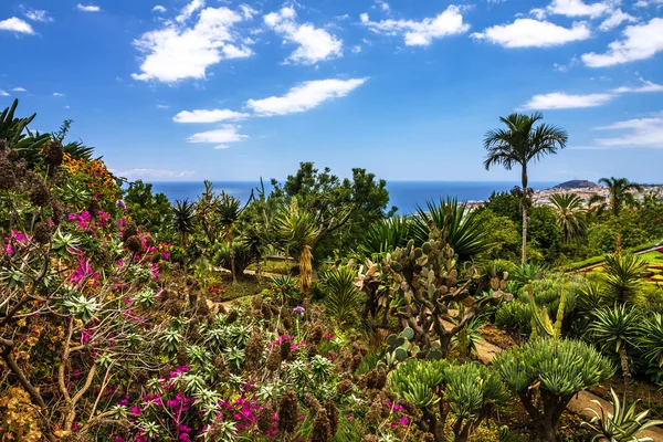 Jardín Botánico Monte, Funchal, Madeira, Portugal —  Fotos de Stock