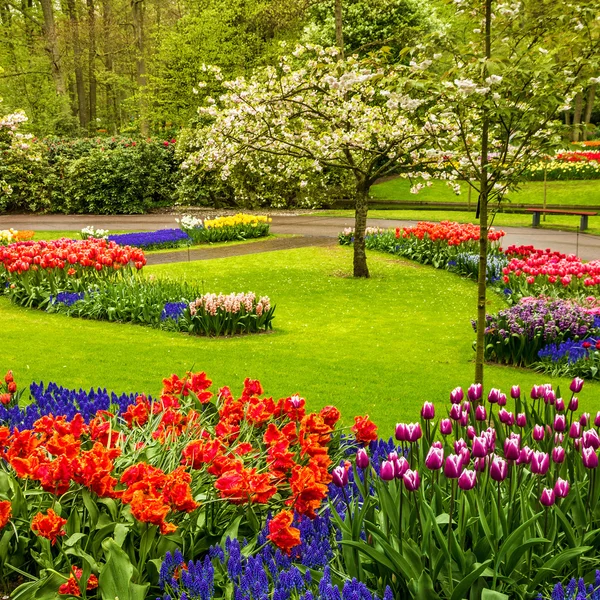 Tulips park Keukenhof largest flower garden in Europe, Holland Stock Photo by ©TravelFaery