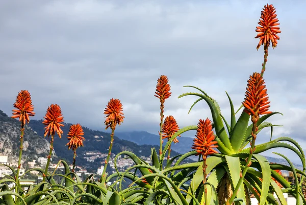 Aloe vera kwiaty, krajobraz Monako — Zdjęcie stockowe