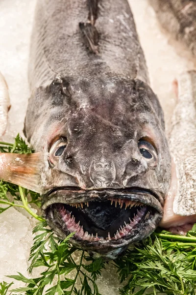 Sarda preta de peixe (espada) no mercado de peixe — Fotografia de Stock