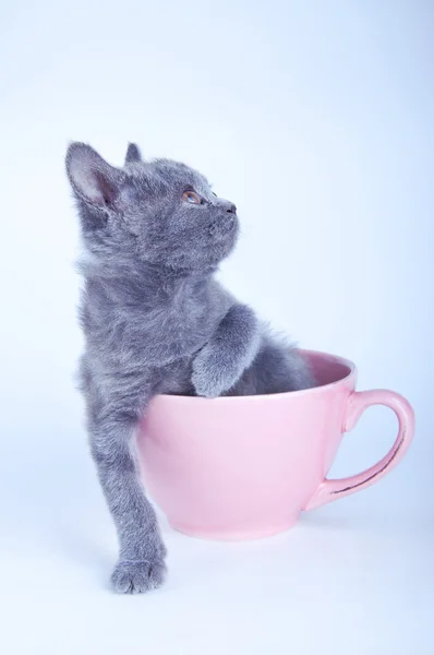 Schottisches Kätzchen sitzt in rosa Tasse — Stockfoto