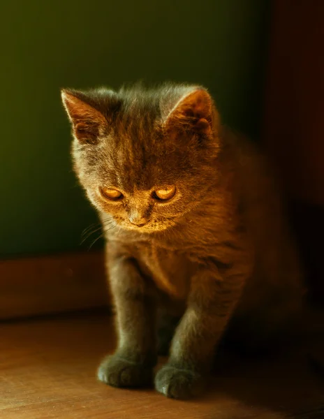 Küçük kedi yavrusu güneş ışığında tadını çıkarma — Stok fotoğraf