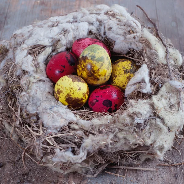 Natural quail eggs in the nest — Stock Photo, Image