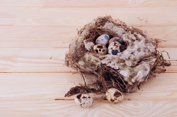 Quail eggs in the nest — Stock Photo, Image