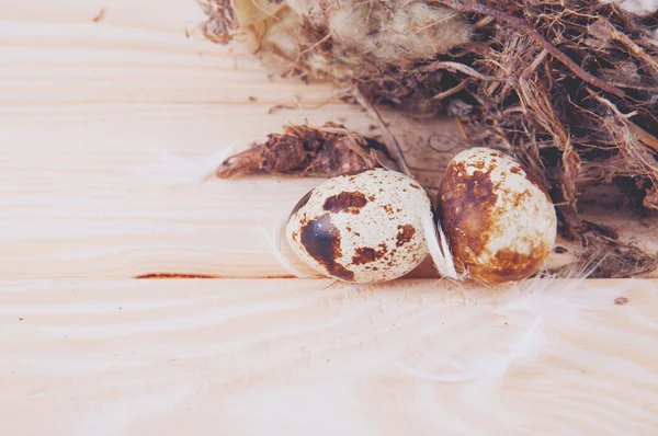 Quail eggs in the nest — Stock Photo, Image