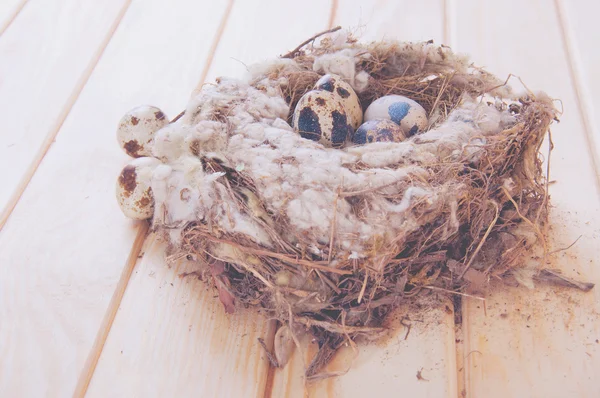 Wachteleier im Nest — Stockfoto