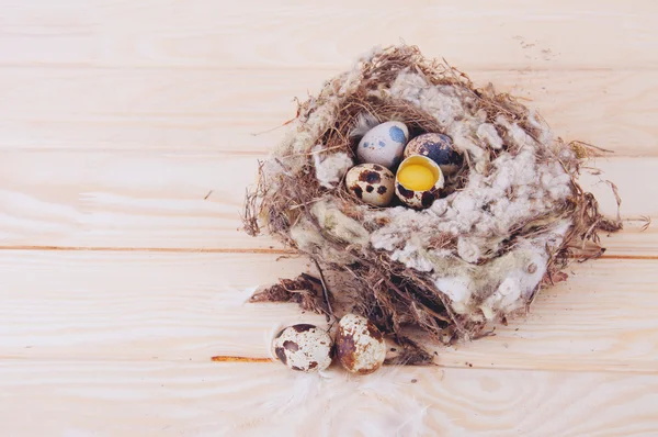 Quail eggs in the nest — Stock Photo, Image