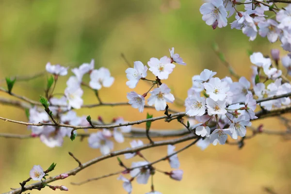 満開の桜の写真を閉じます — ストック写真