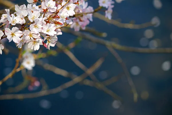 Close Foto Van Kersenbloesems Volle Bloei — Stockfoto