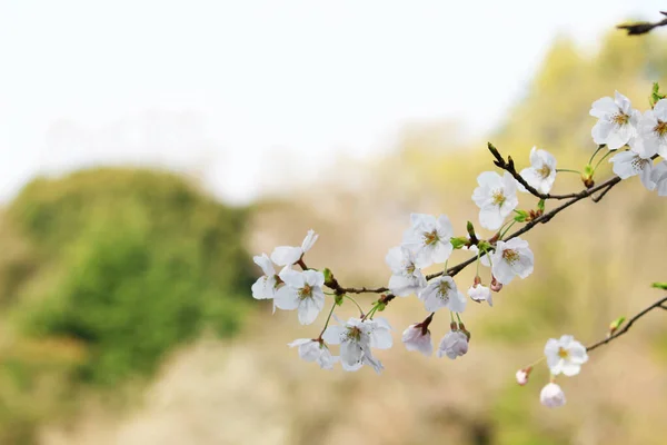 満開の桜の写真を閉じます — ストック写真