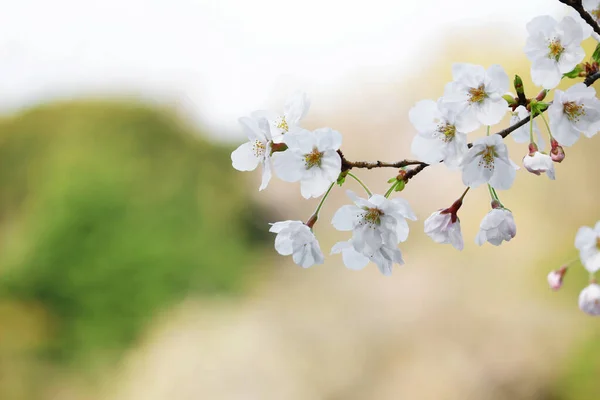 満開の桜の写真を閉じます — ストック写真