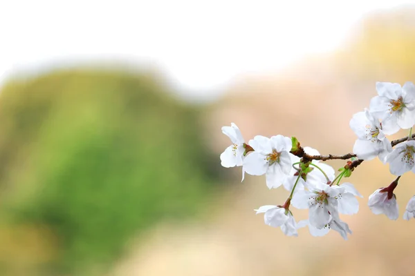 満開の桜の写真を閉じます — ストック写真