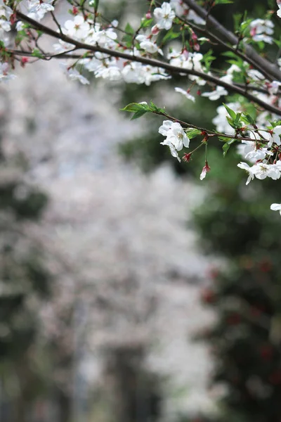 満開の桜の写真を閉じます — ストック写真