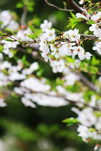 満開の桜の写真を閉じます — ストック写真