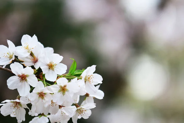 満開の桜の写真を閉じます — ストック写真