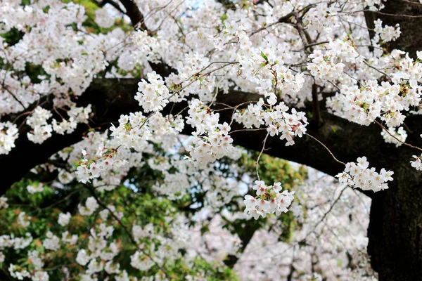 Close Photo Cherry Blossoms Full Bloom — Stock Photo, Image