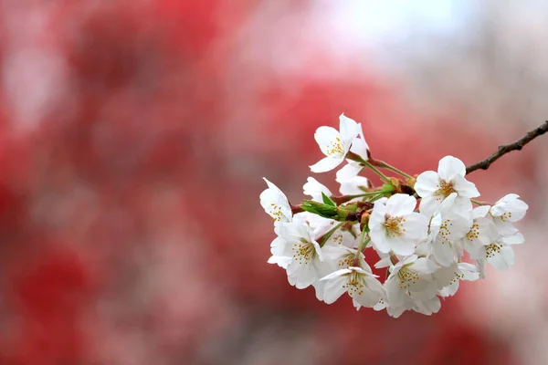 Närbild Foto Körsbär Blommor Full Blom — Stockfoto