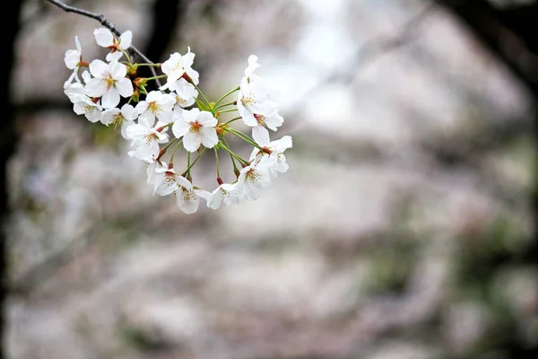 Закрыть Фотографию Цветущей Сакуры — стоковое фото