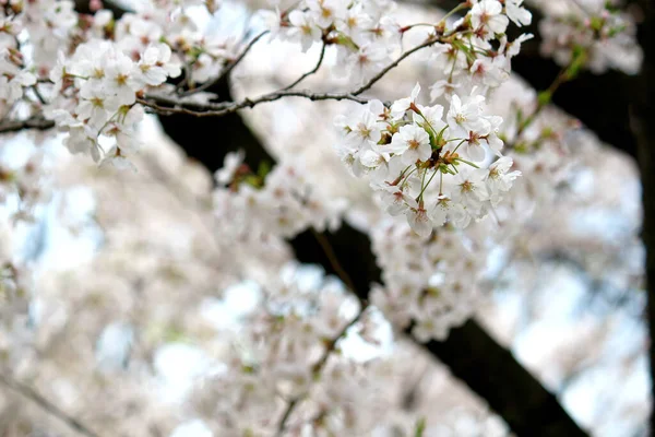 Close Foto Van Kersenbloesems Volle Bloei — Stockfoto