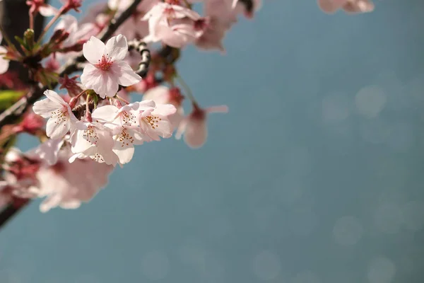 満開の桜の写真を閉じます — ストック写真