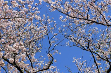 Açık mavi gökyüzü ve kiraz çiçekleri