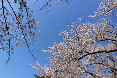 Açık mavi gökyüzü ve kiraz çiçekleri