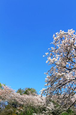 Açık mavi gökyüzü ve kiraz çiçekleri