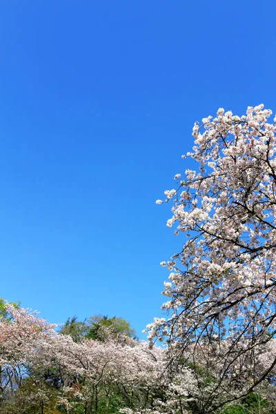 Прозоре Блакитне Небо Вишневе Цвітіння — стокове фото